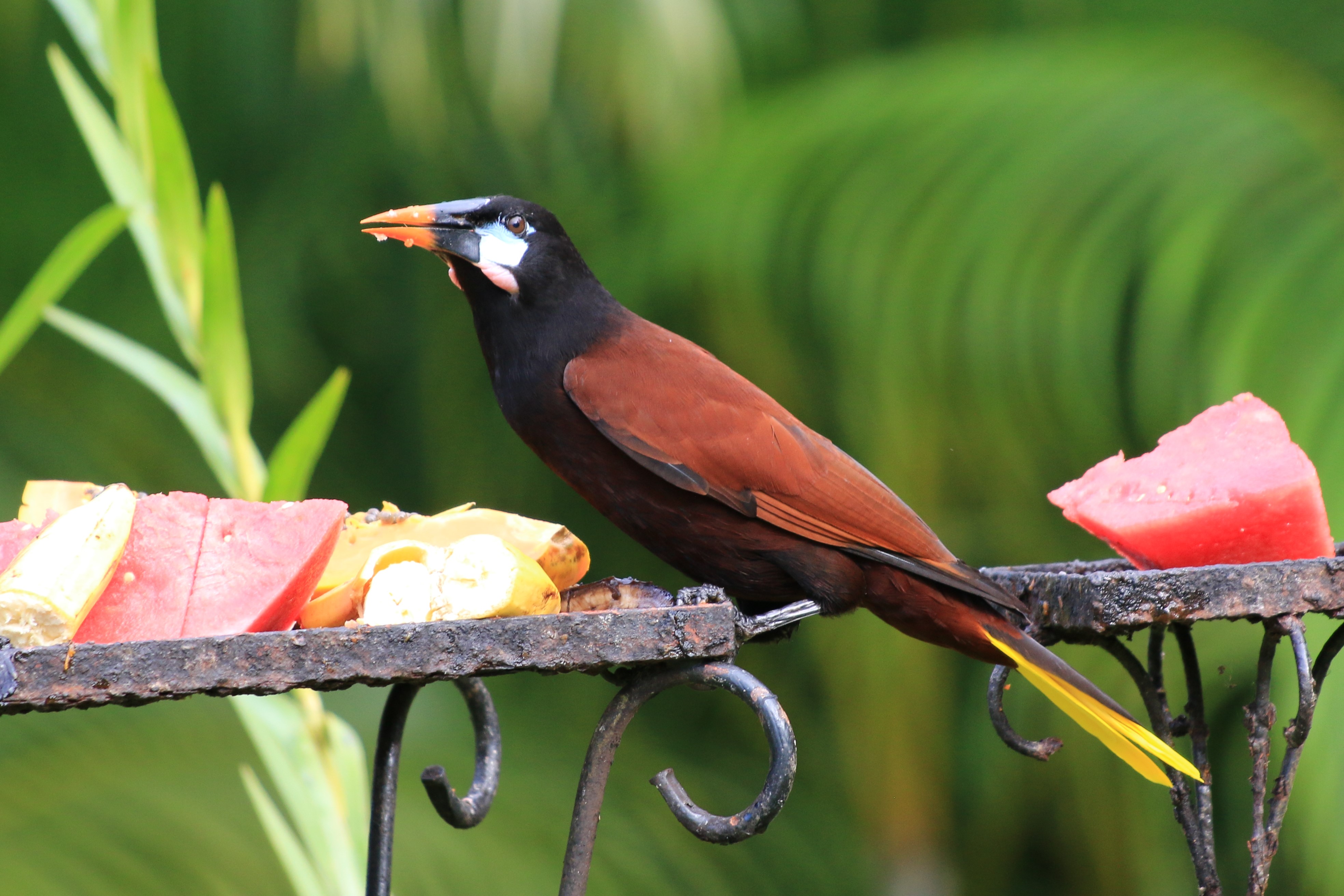 Costa Rica